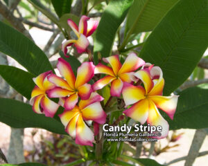 Candy Stripe plumeria photo