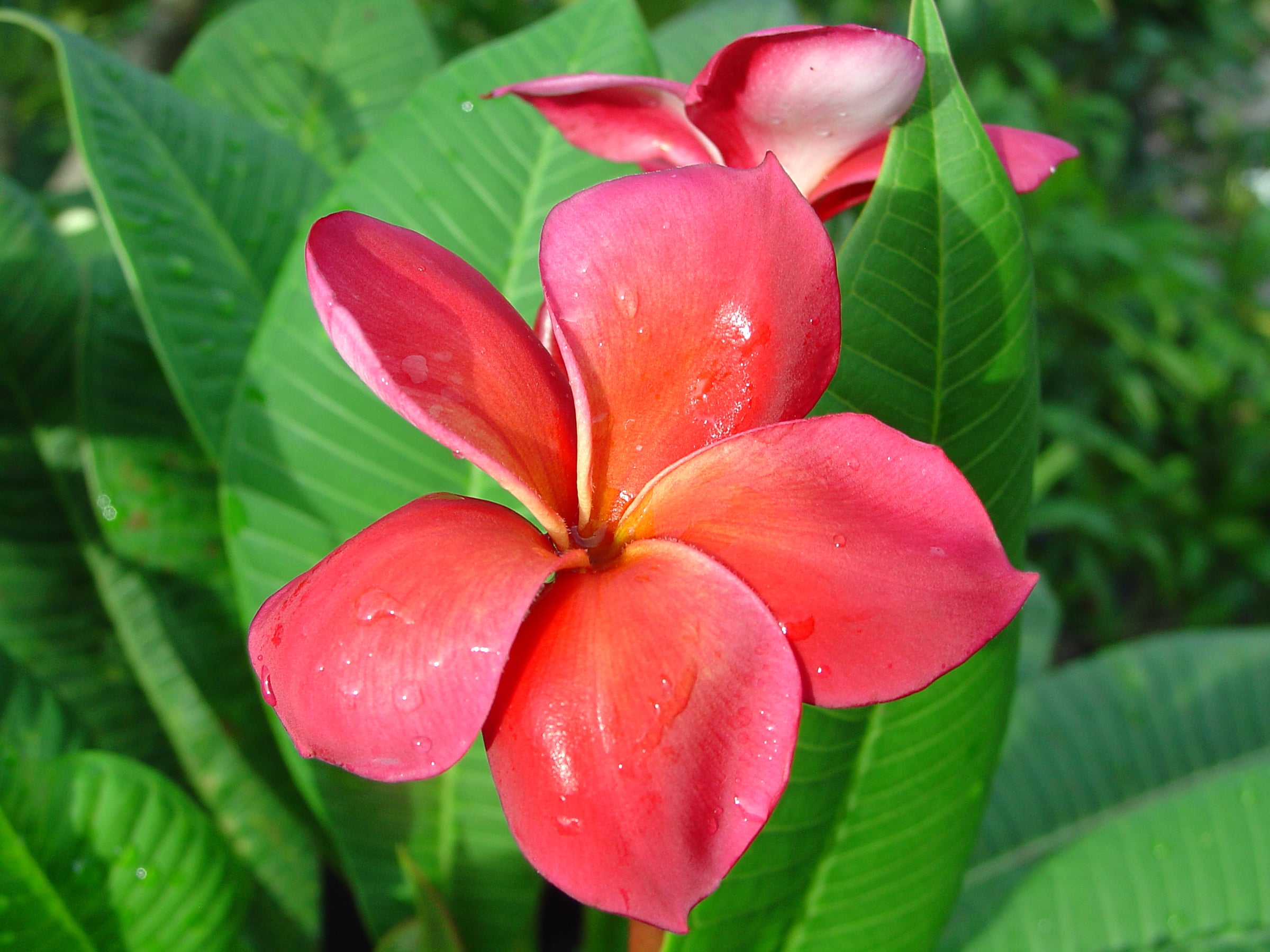 Capalaba Pink plumeria photo