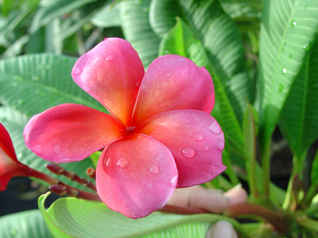 Capalaba Pink plumeria photo