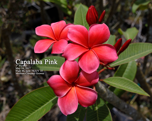 Capalaba plumeria flower