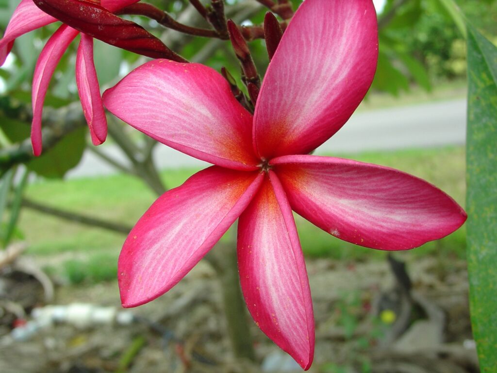Capriccio plumeria photo