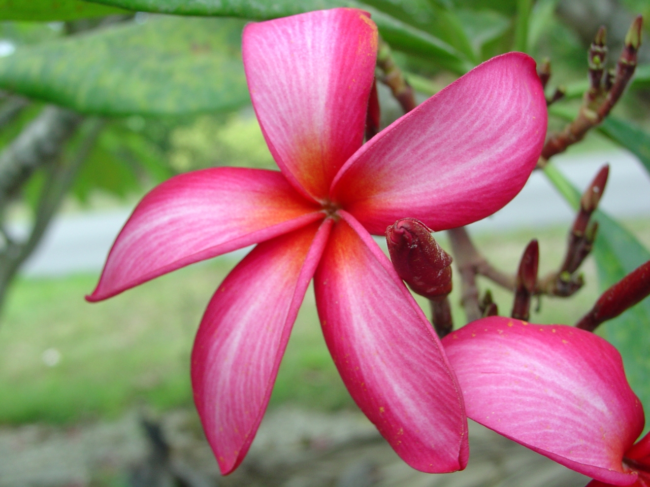 Capriccio plumeria photo