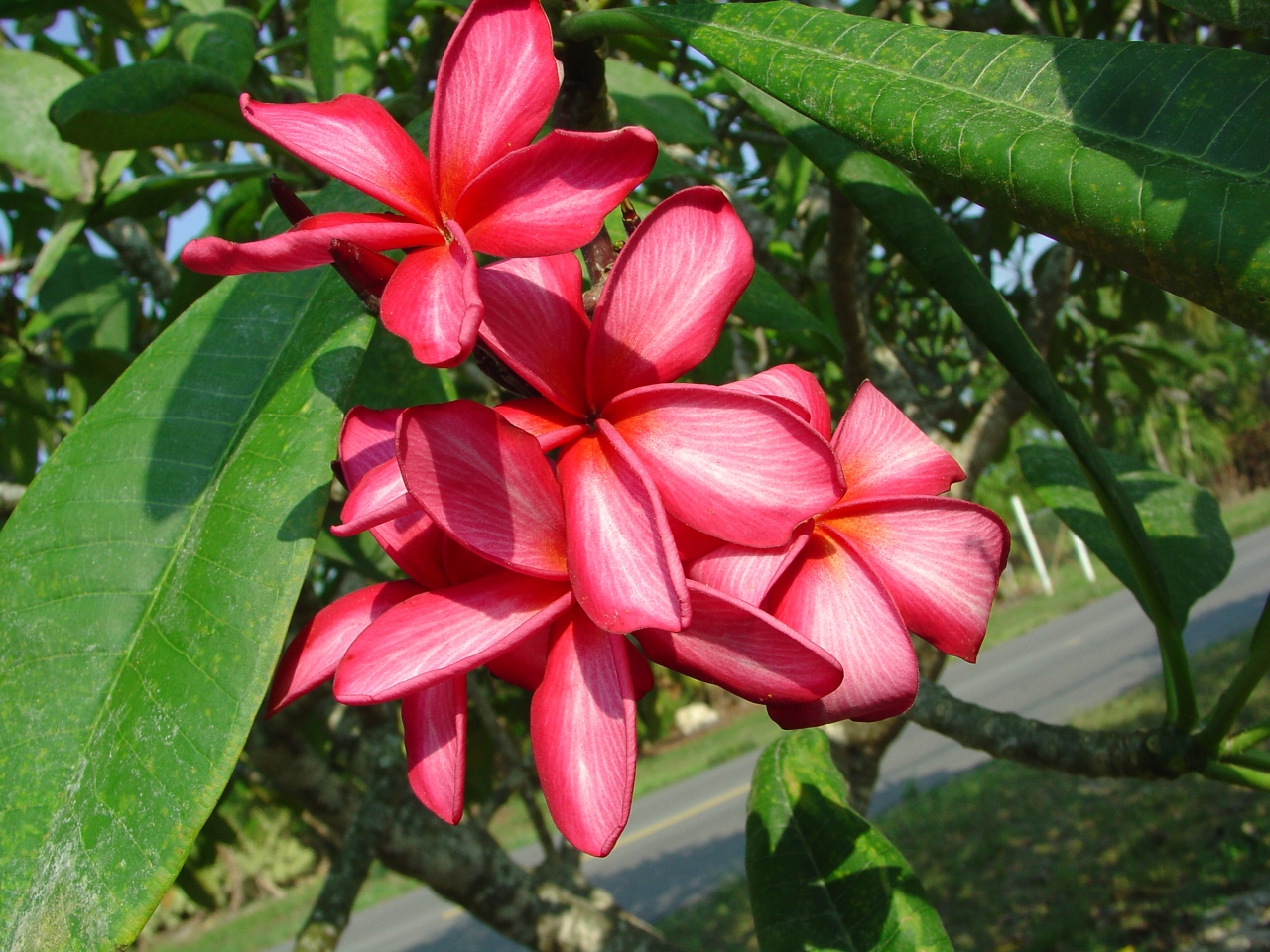 Capriccio plumeria photo
