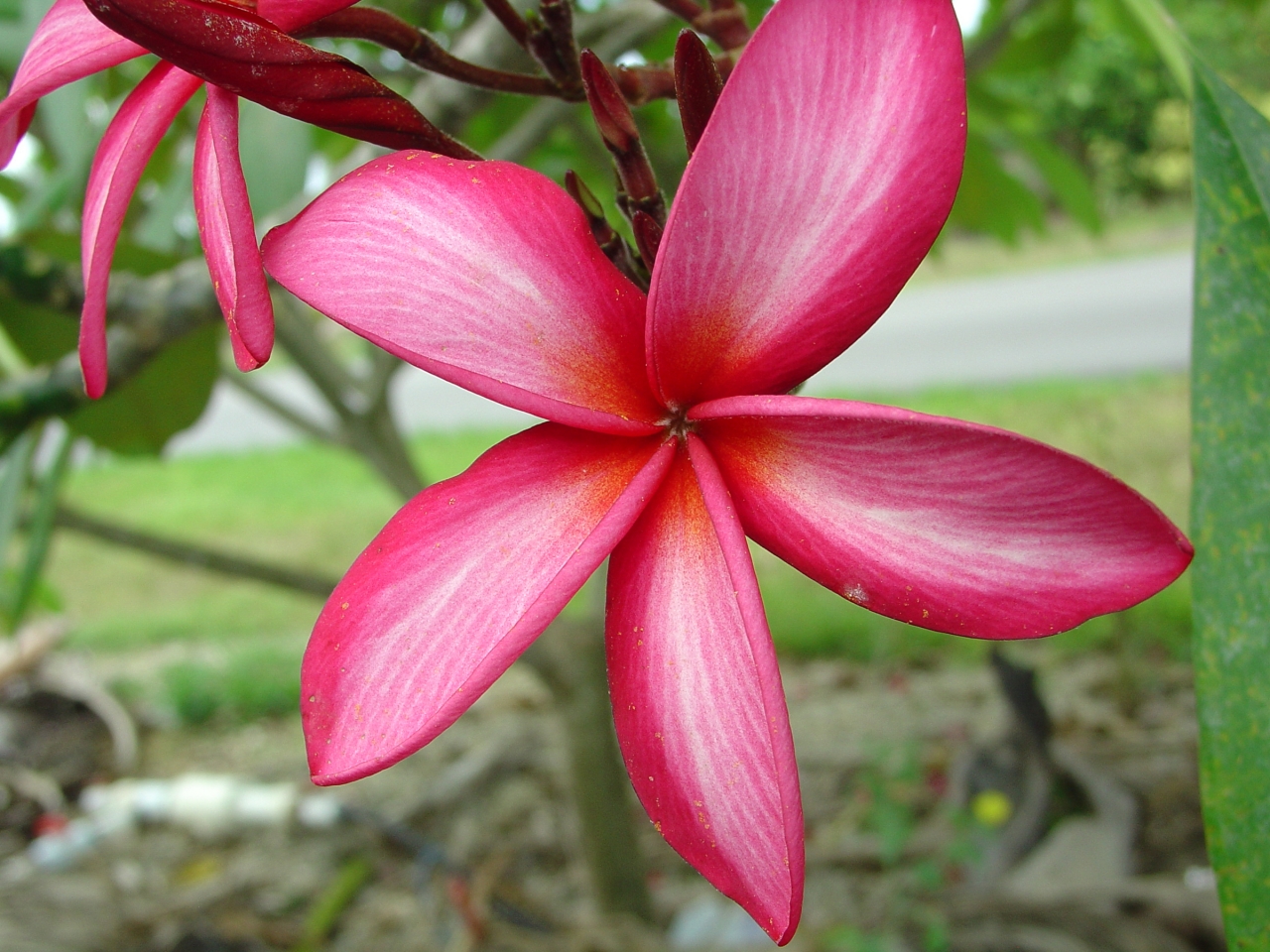 Capriccio plumeria photo