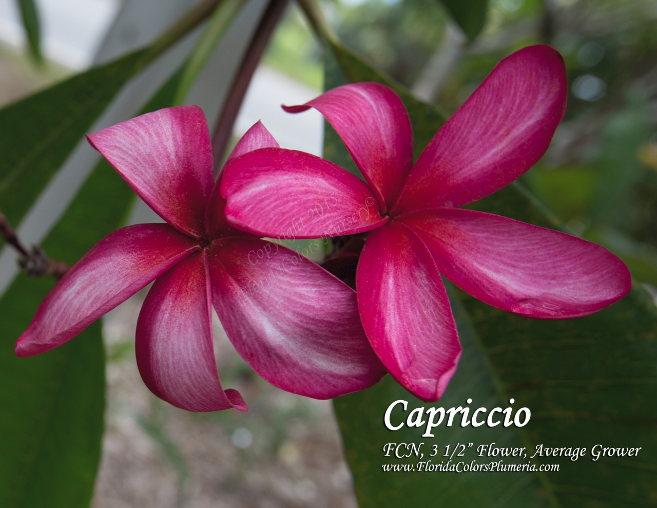 Capriccio plumeria photo