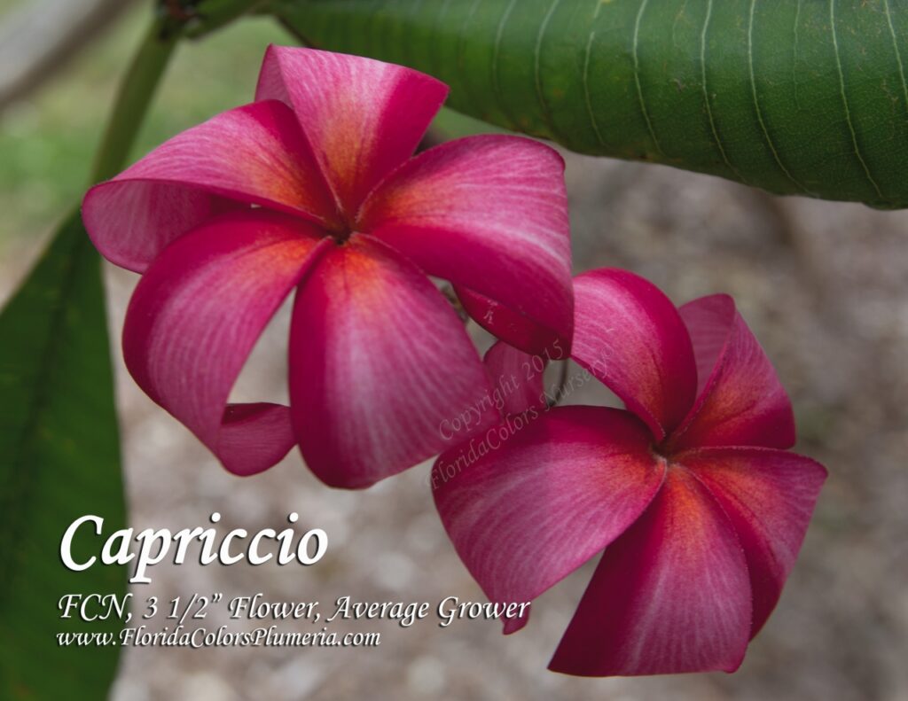 Capriccio plumeria photo