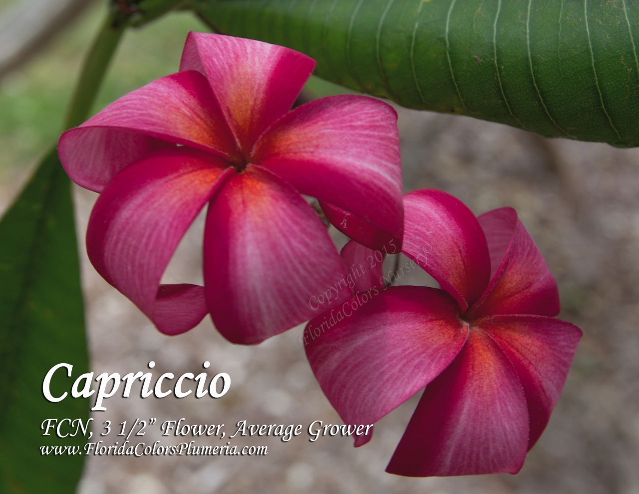Capriccio plumeria photo
