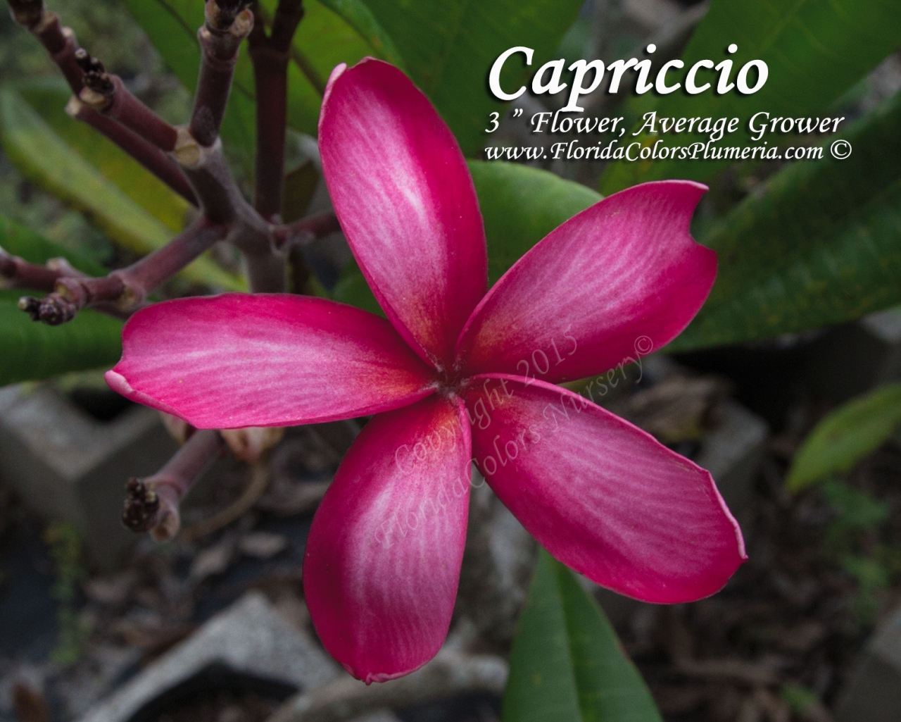 Capriccio plumeria photo