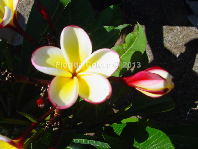 Caraib plumeria photo