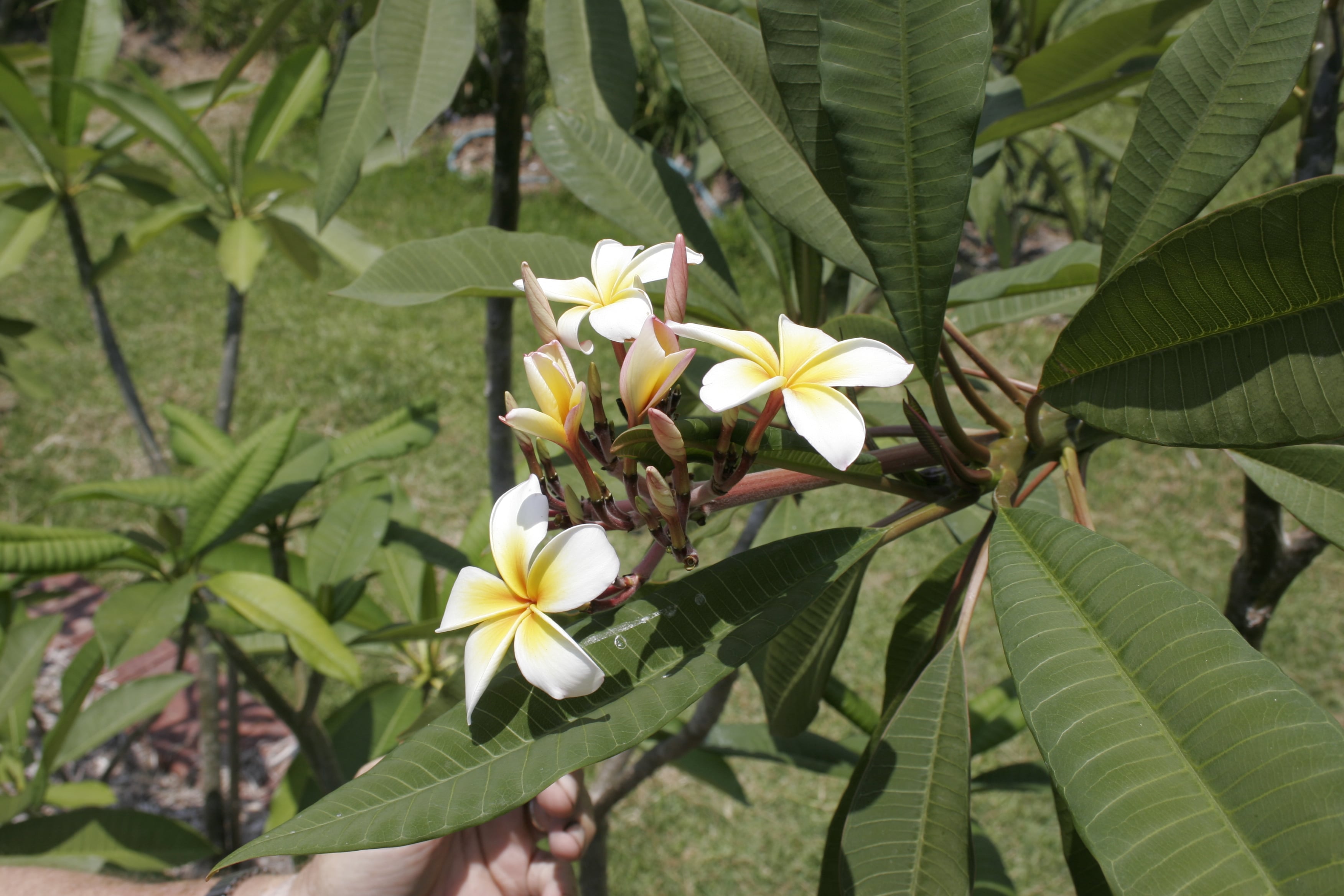 Gold Star plumeria photo