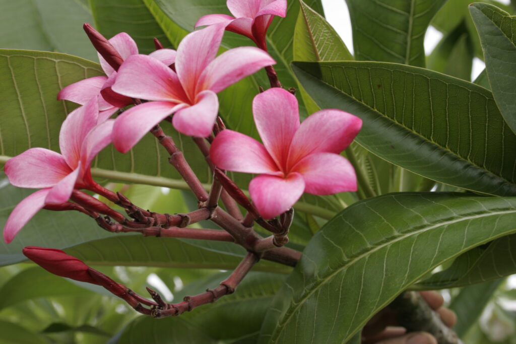 Carls Red plumeria photo