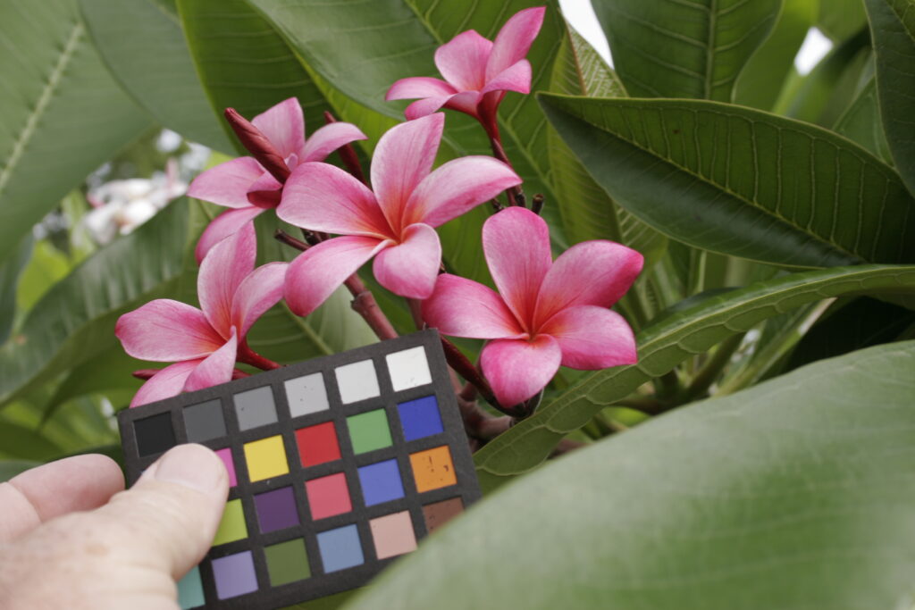 Carls Red plumeria photo