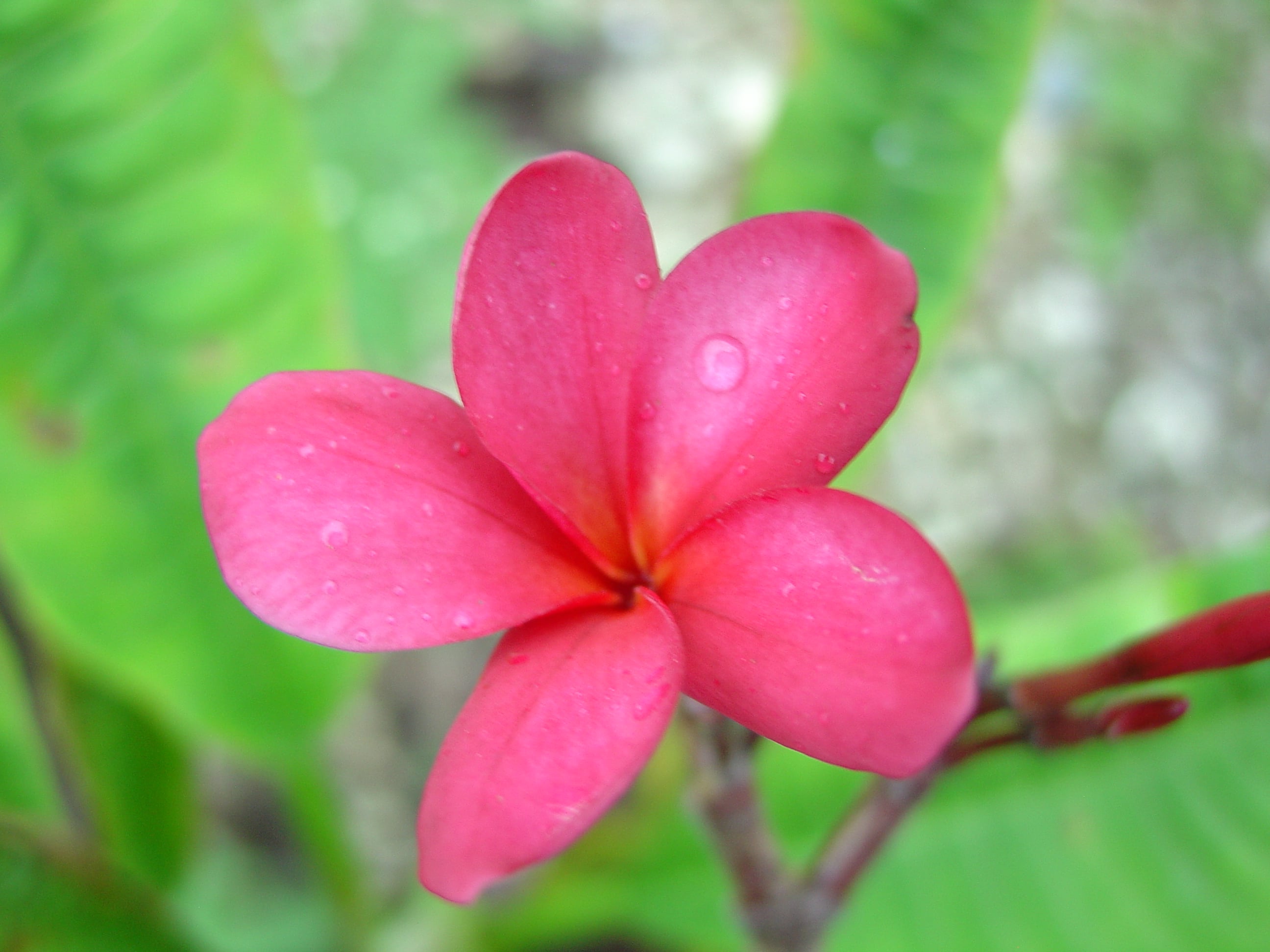 Carmel Tango plumeria photo