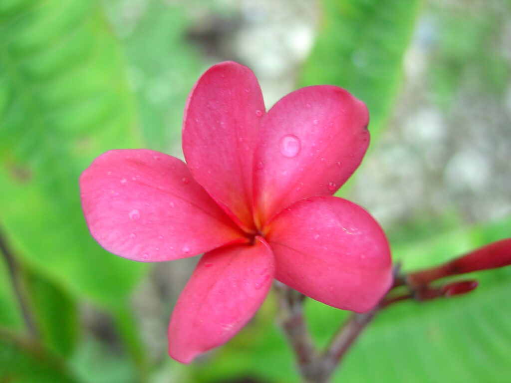 Carmel Tango plumeria photo