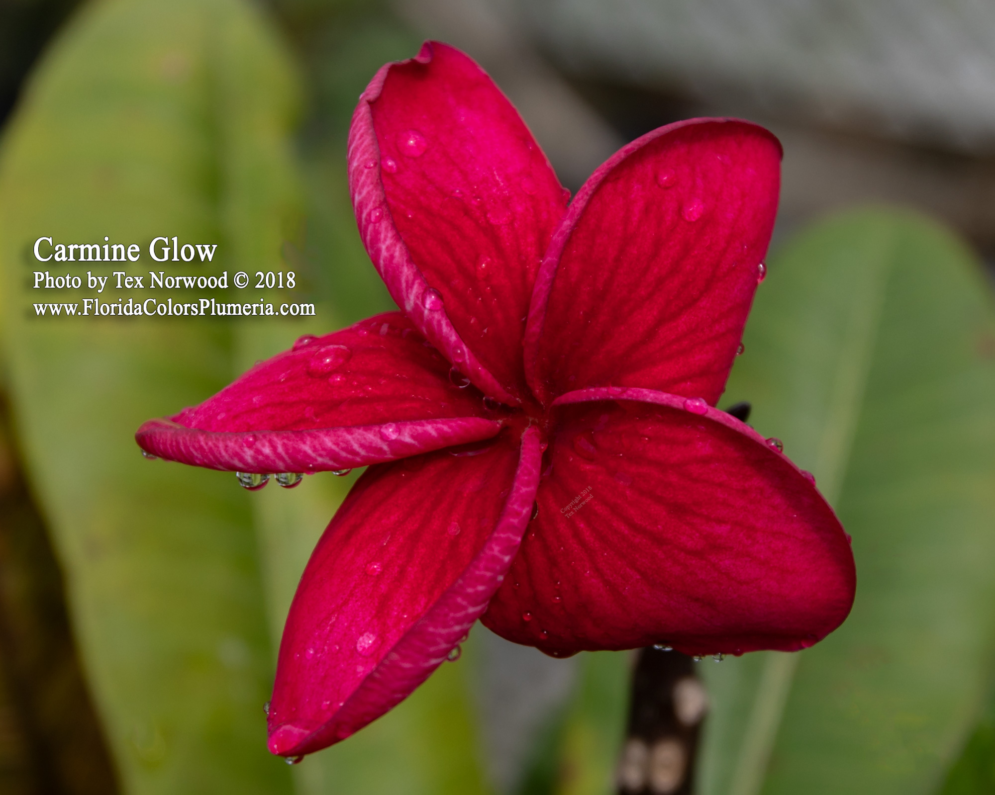 Carmine Glow plumeria photo