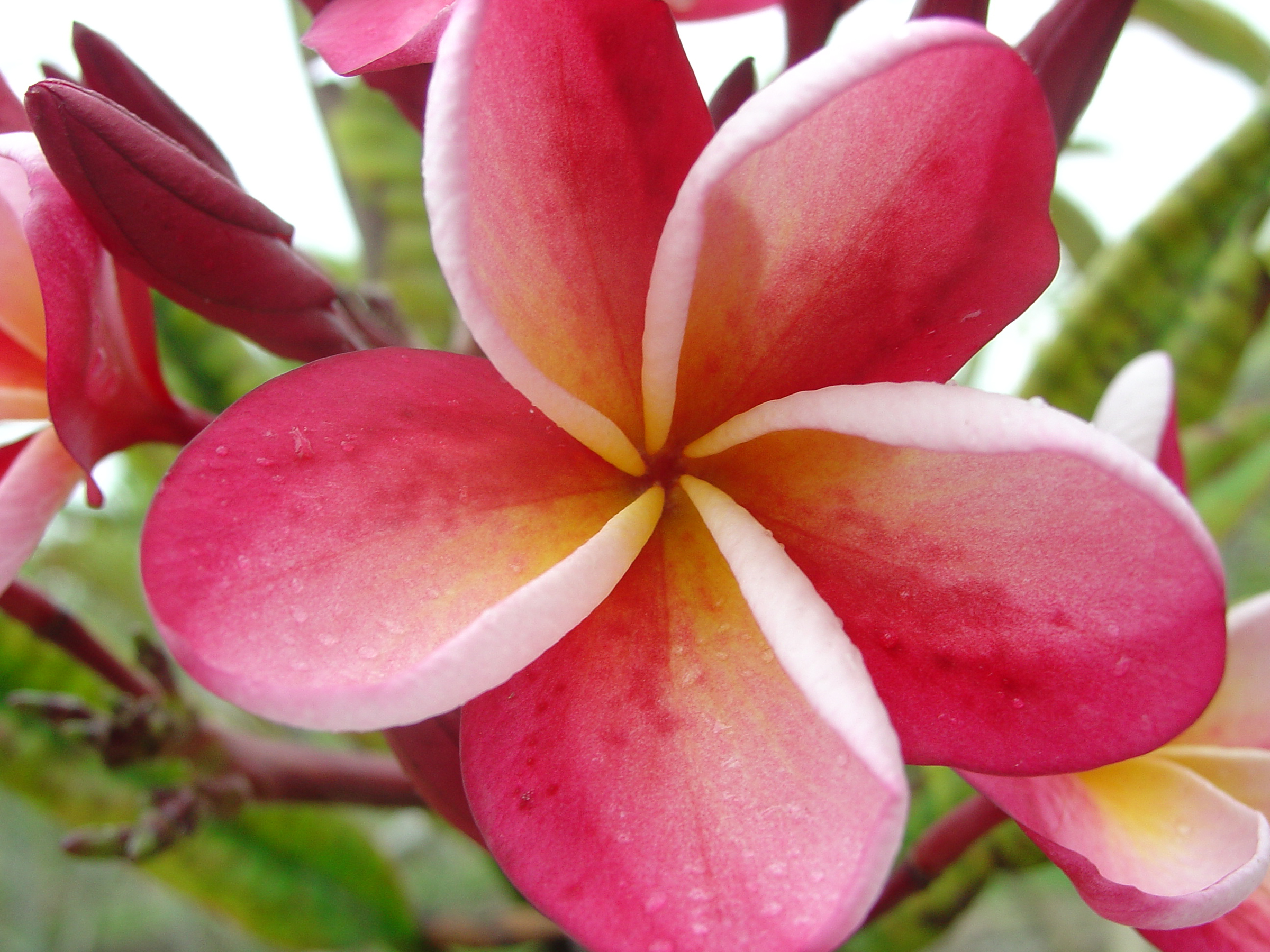 Carnaval plumeria photo by Tex Norwood
