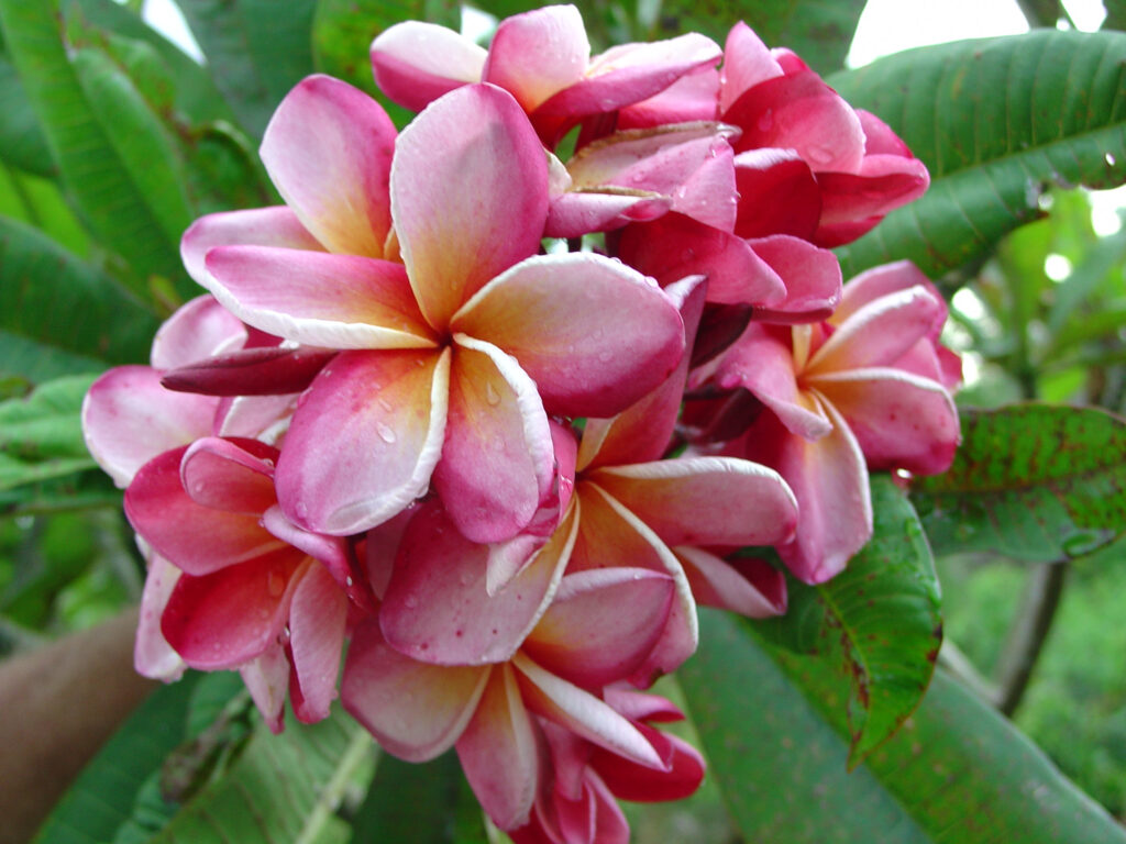 Carnaval plumeria photo