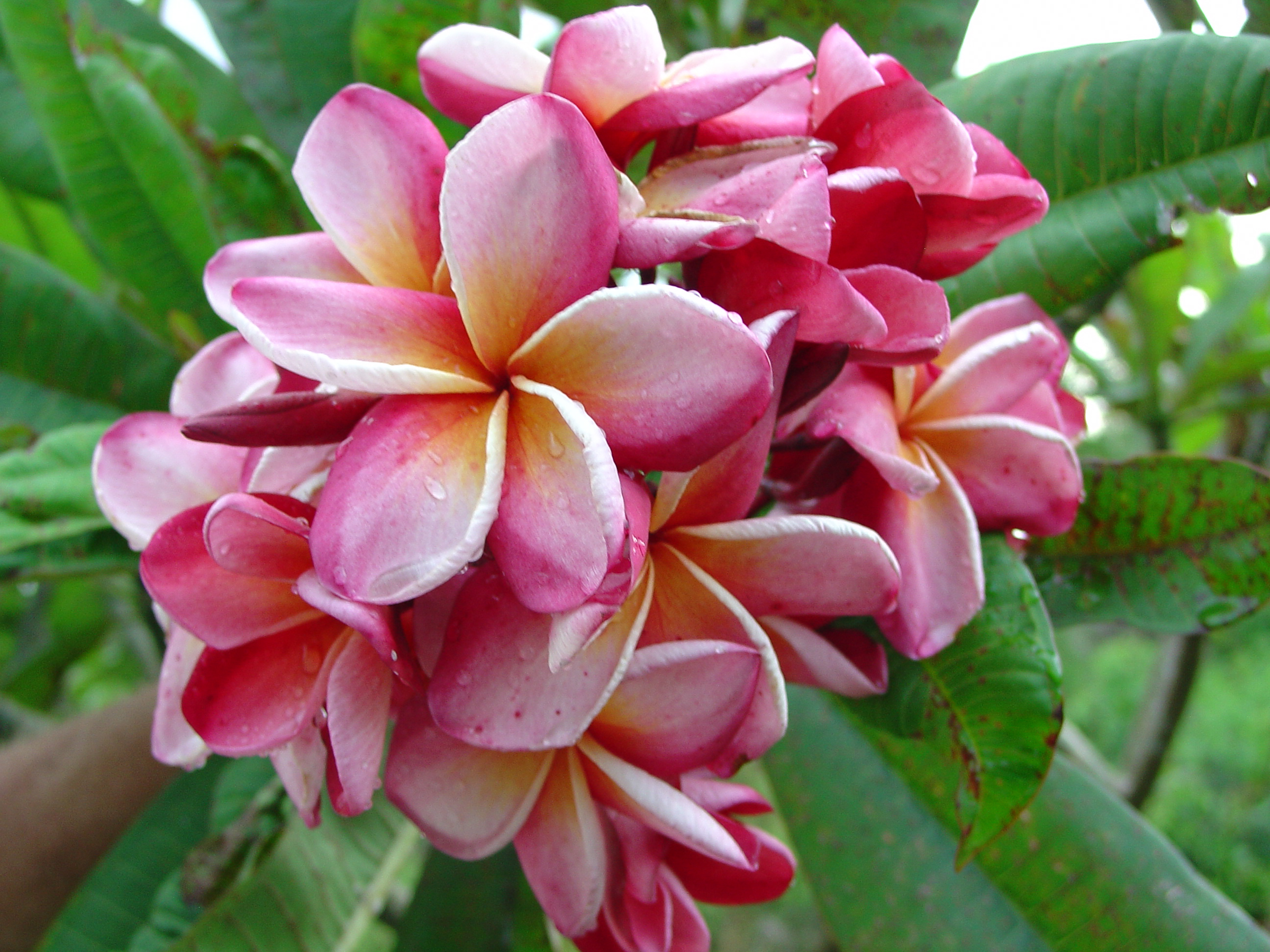 Carnaval plumeria photo by Tex Norwood