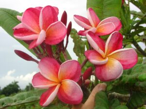 Carnaval plumeria photo