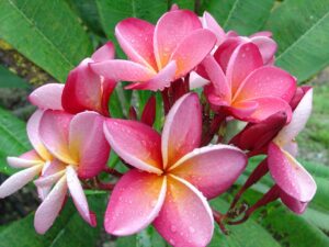 Carnaval plumeria photo