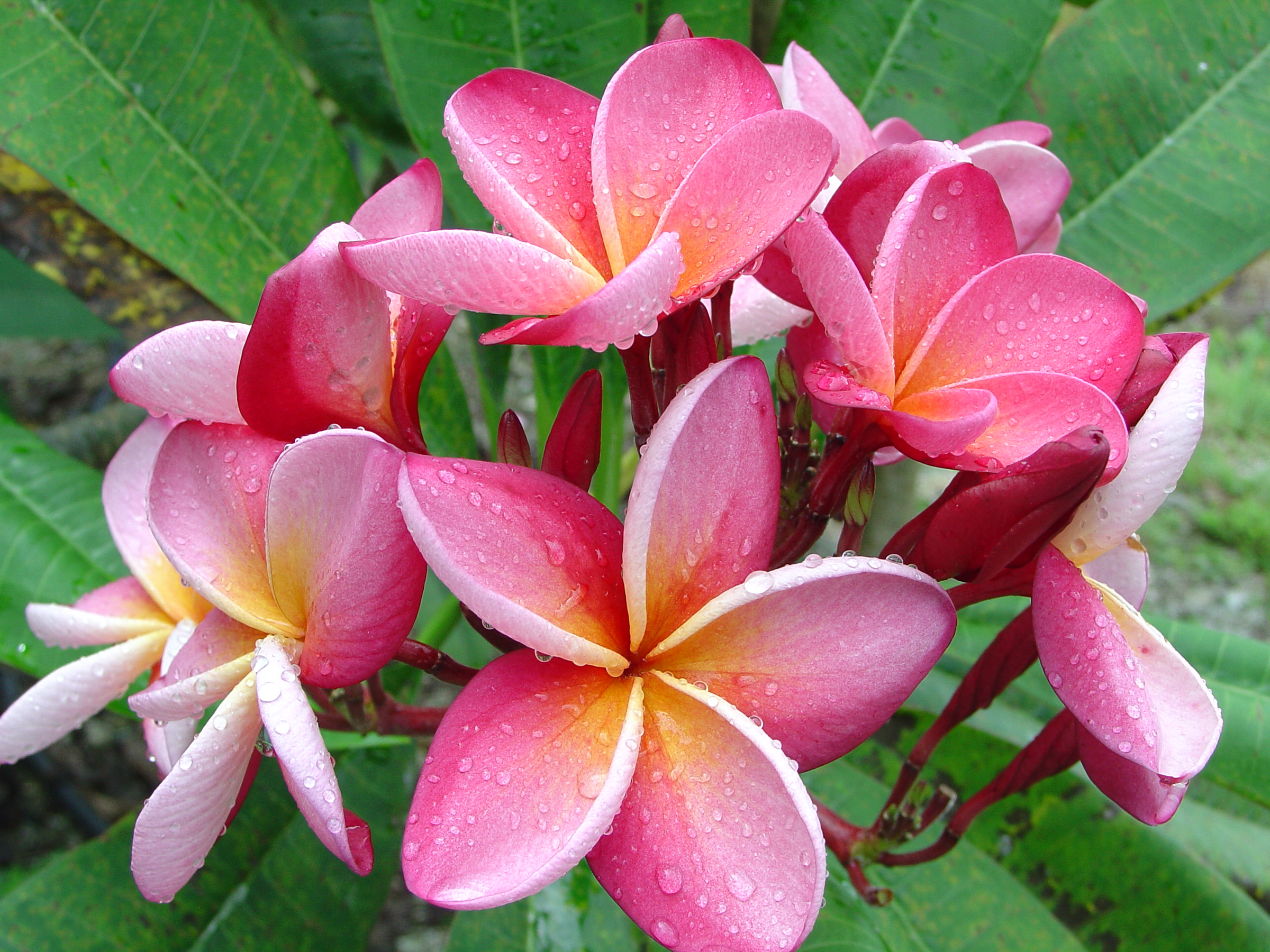 Carnaval plumeria photo by Tex Norwood