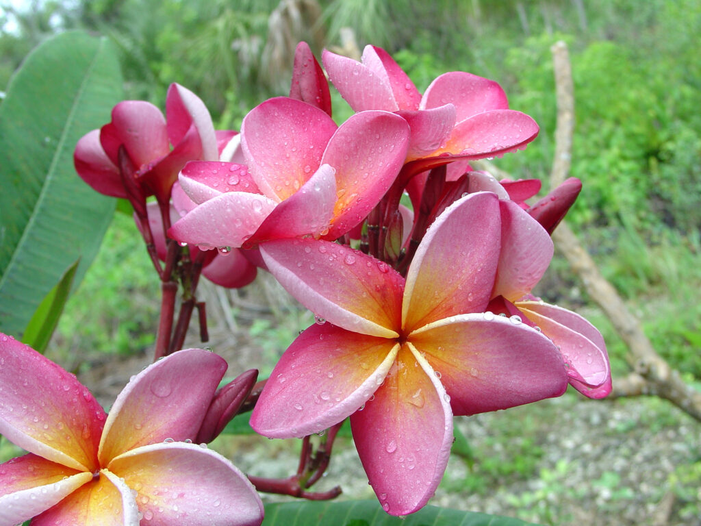 Carnaval plumeria photo