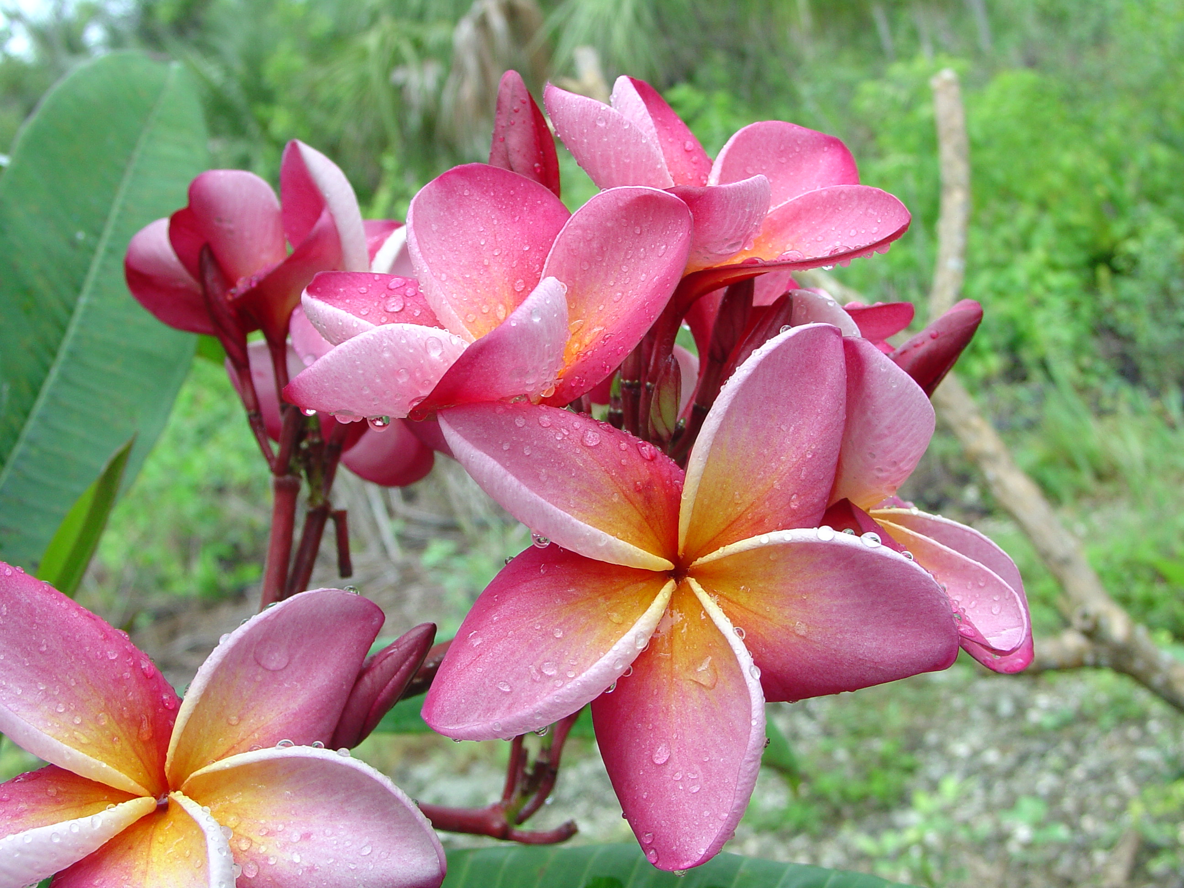 Carnaval plumeria photo by Tex Norwood