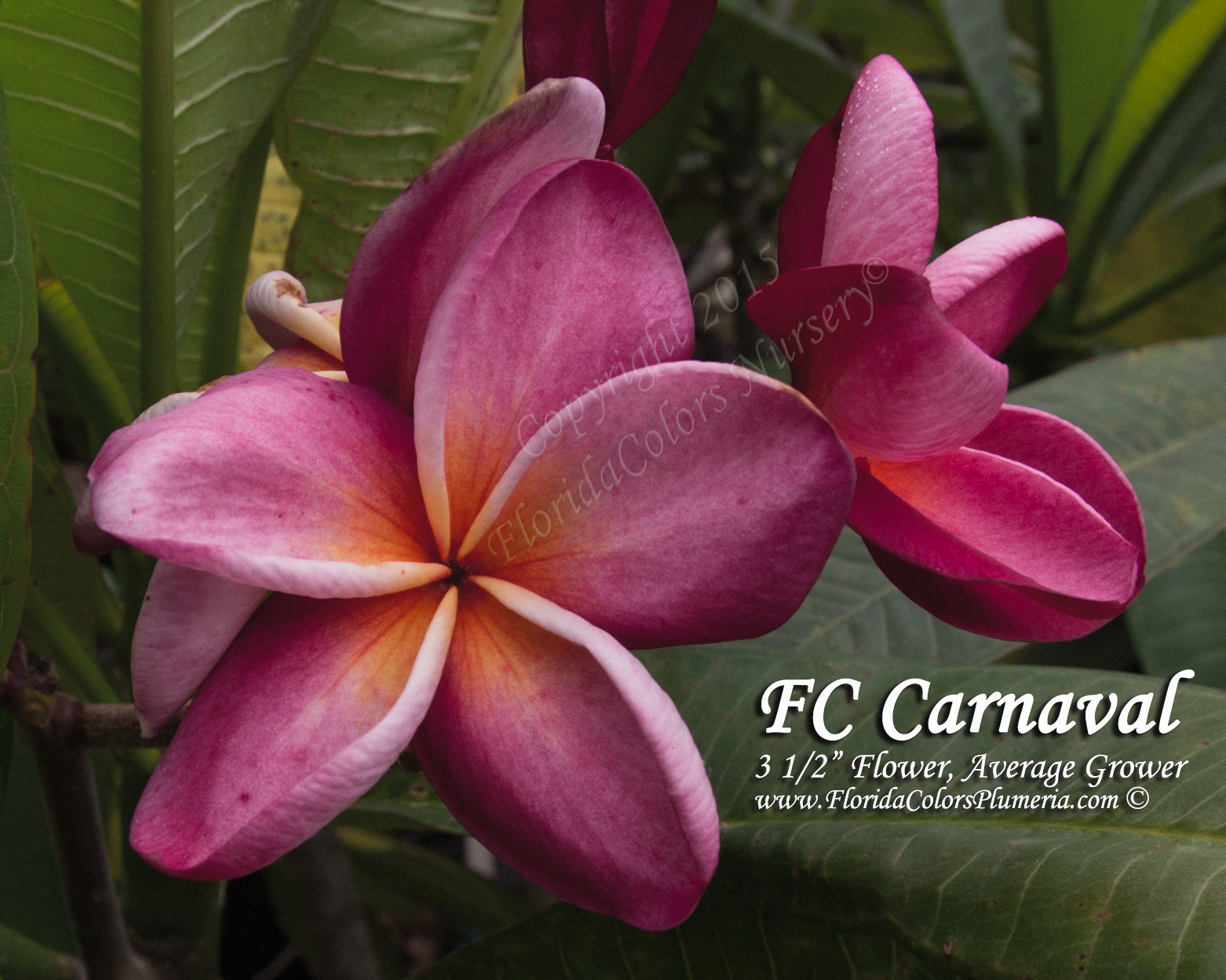Carnaval plumeria photo