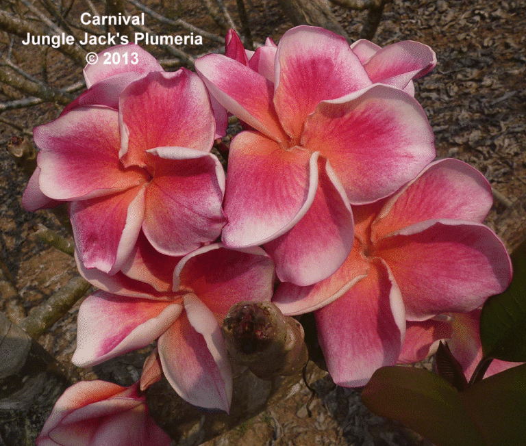 Carnival plumeria photo