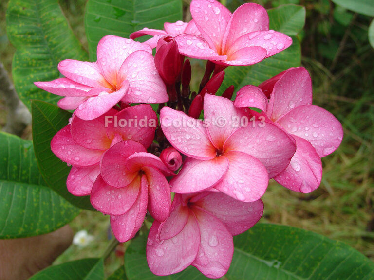 Carol Ann plumeria flower