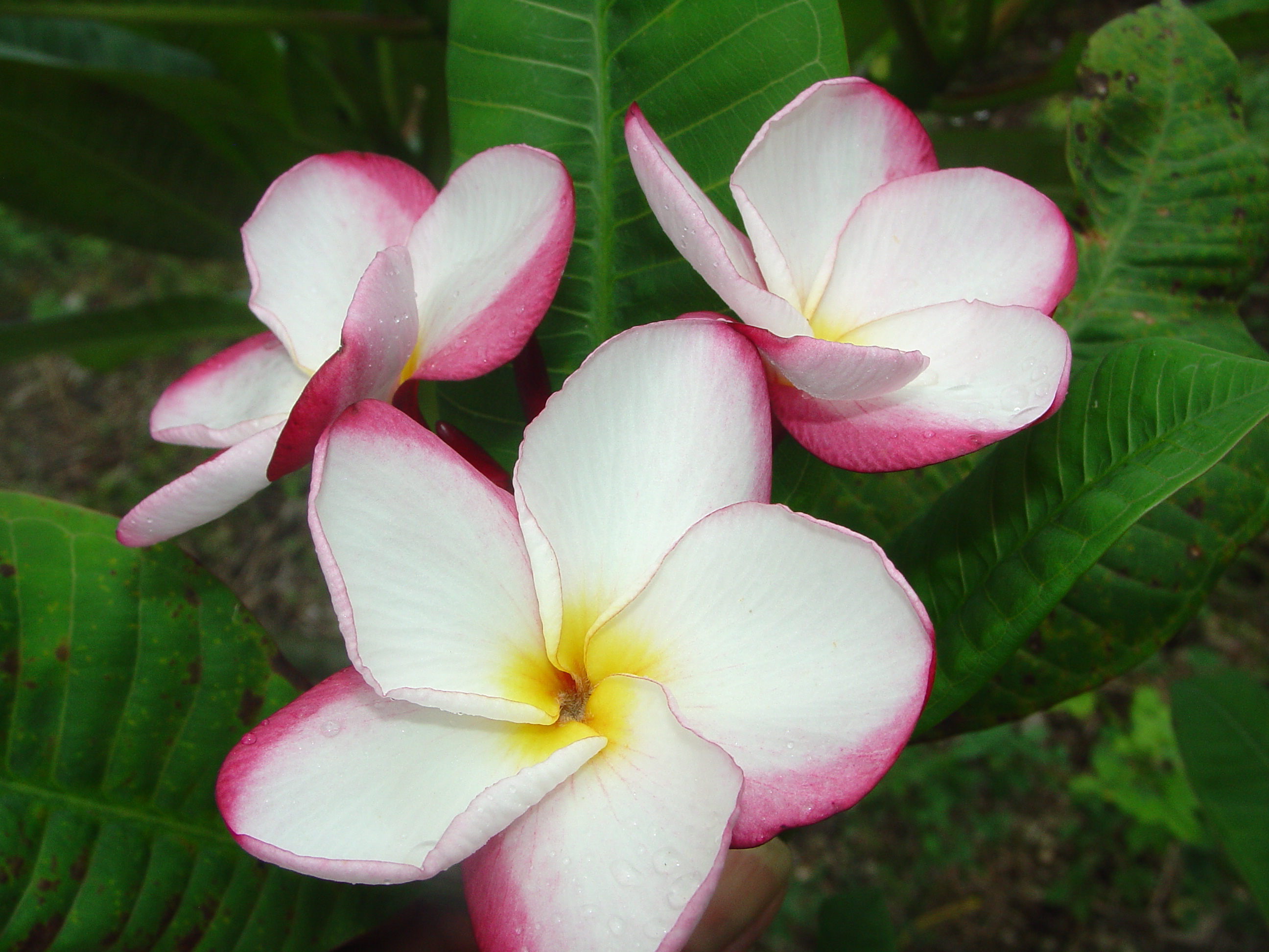 Caroline B plumeria photo