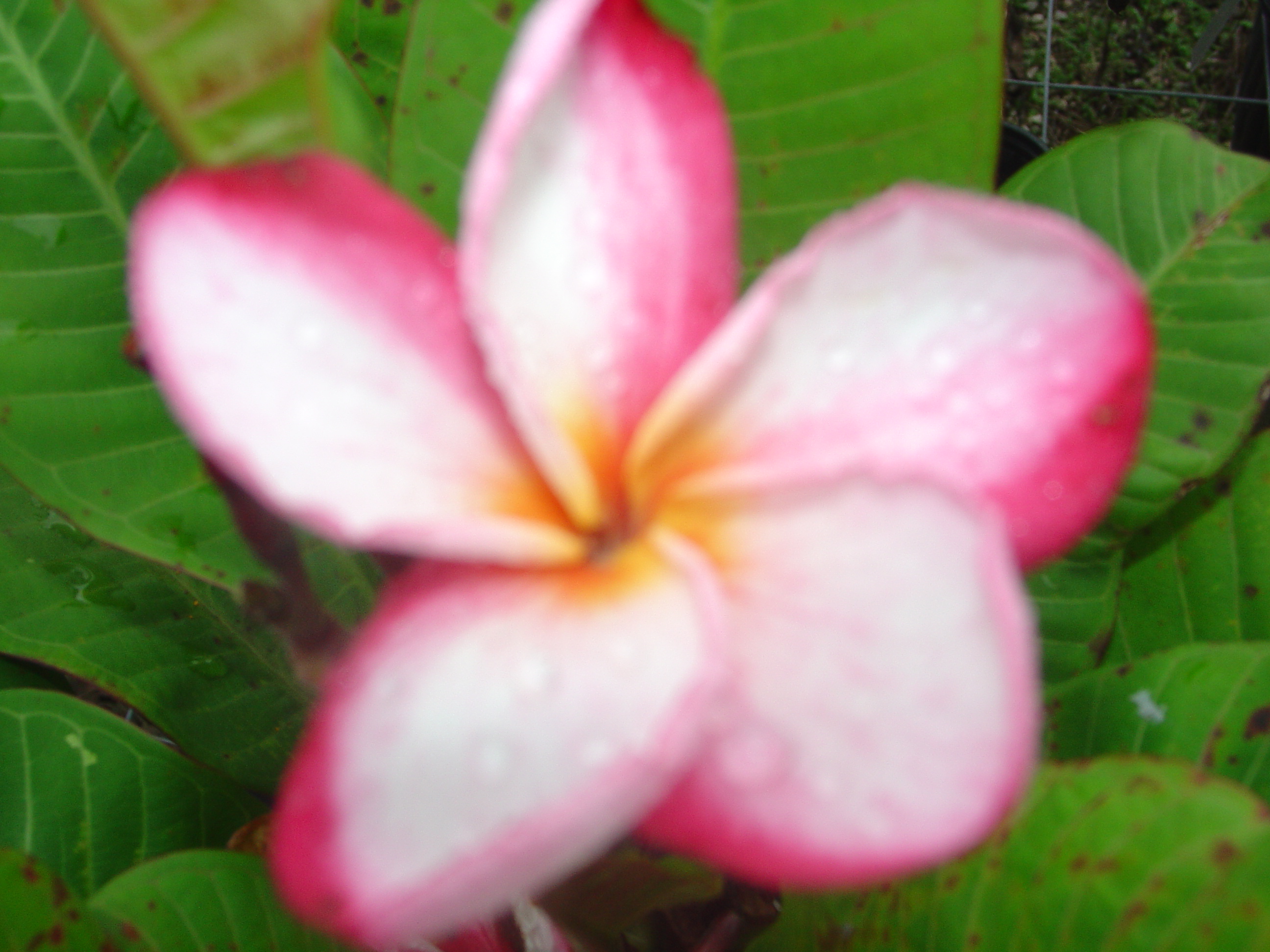 Caroline B plumeria photo