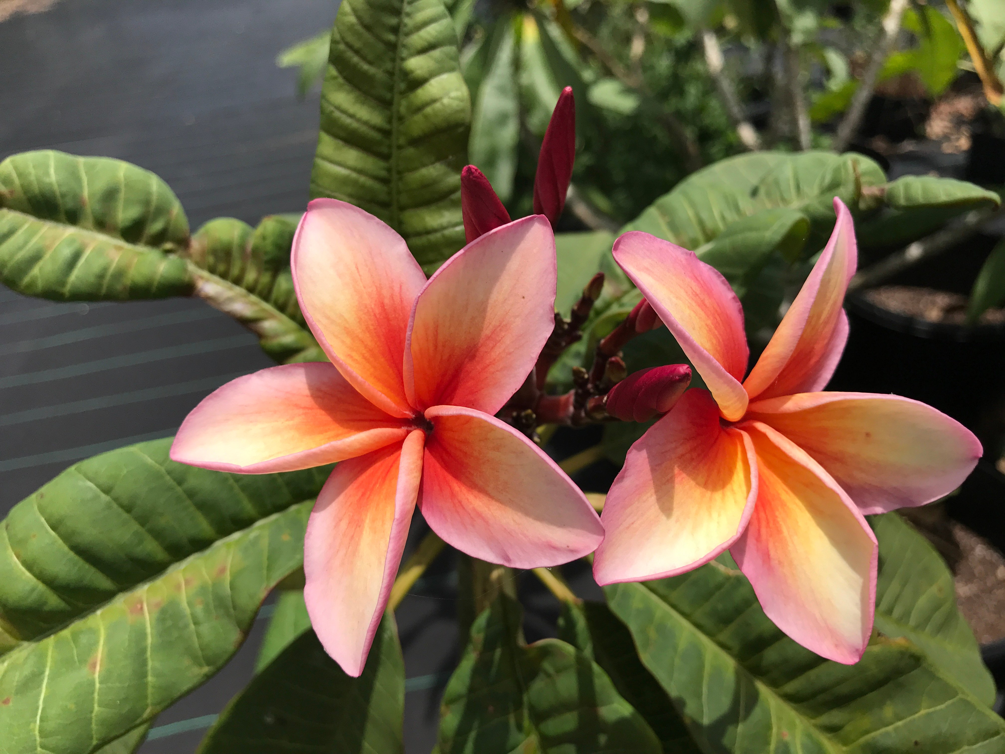 Carols Orange Marmalade plumeria photo