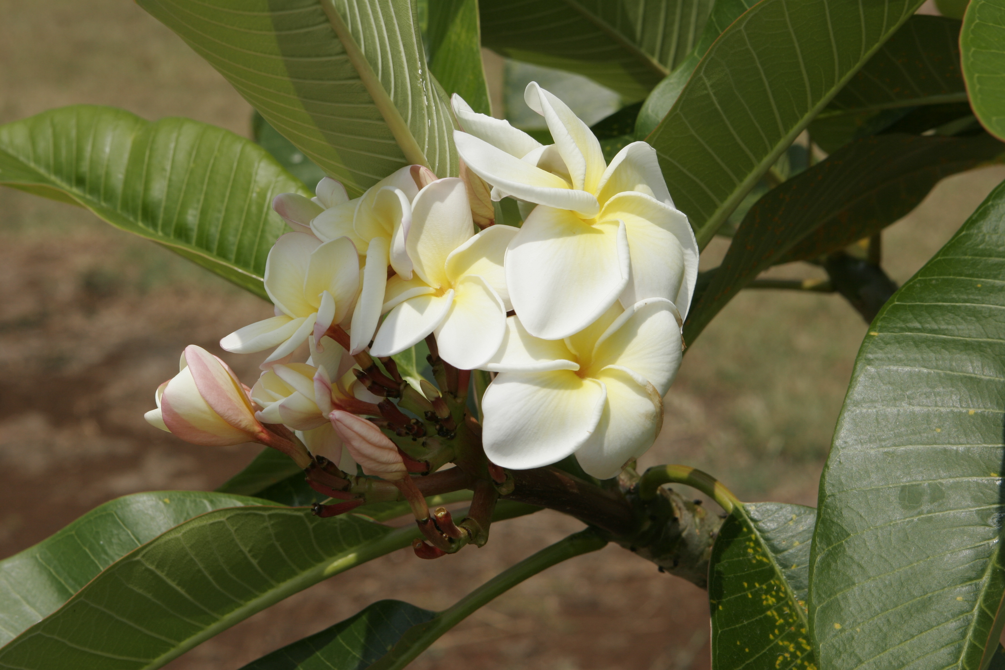 Cathy Moragne plumeria photo