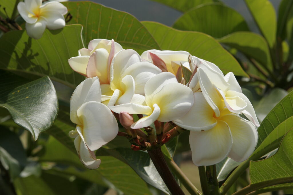 Cathy Moragne plumeria photo