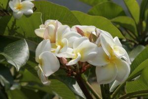 Cathy Moragne plumeria photo