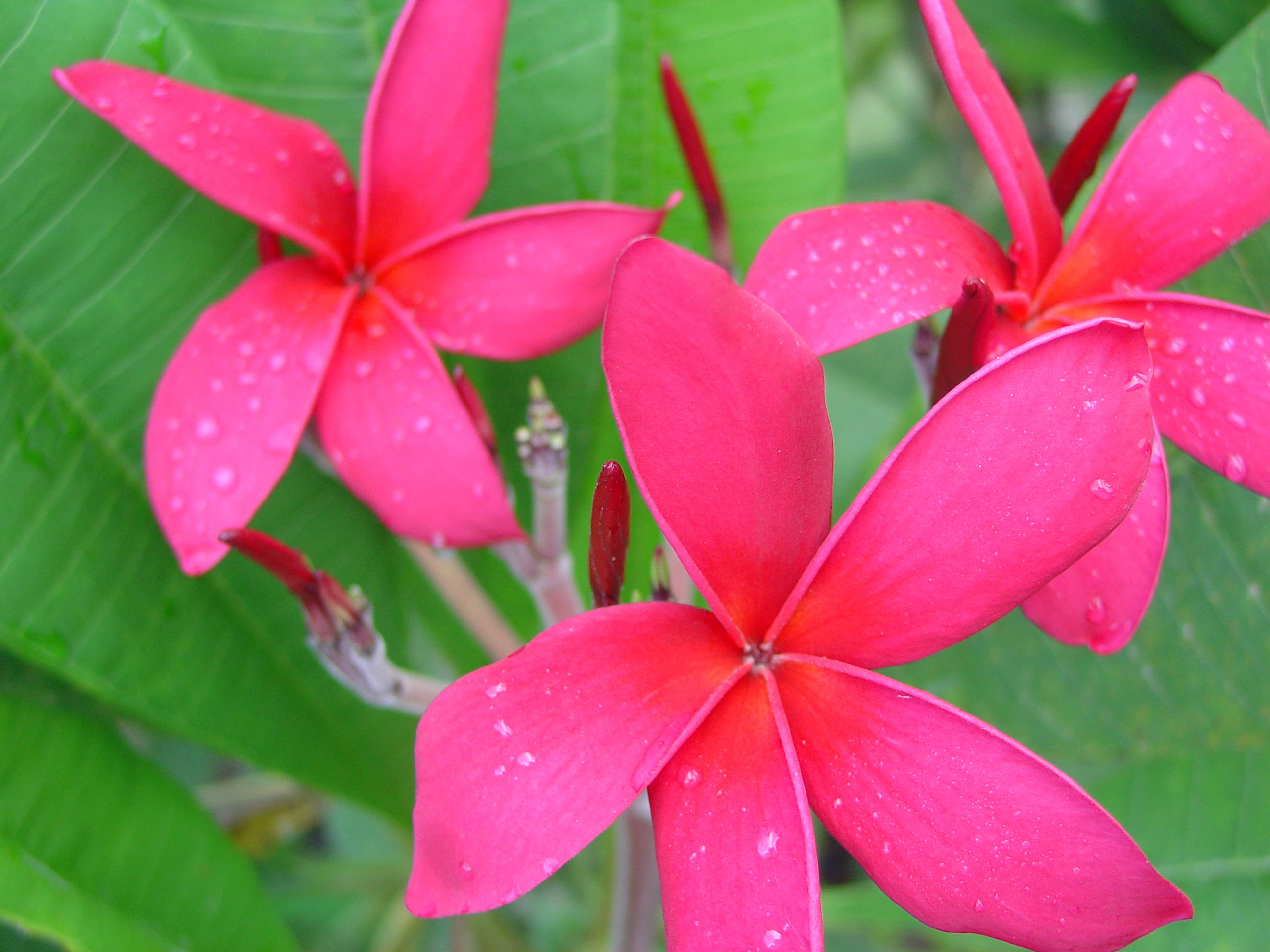 Cerise #2 plumeria photo