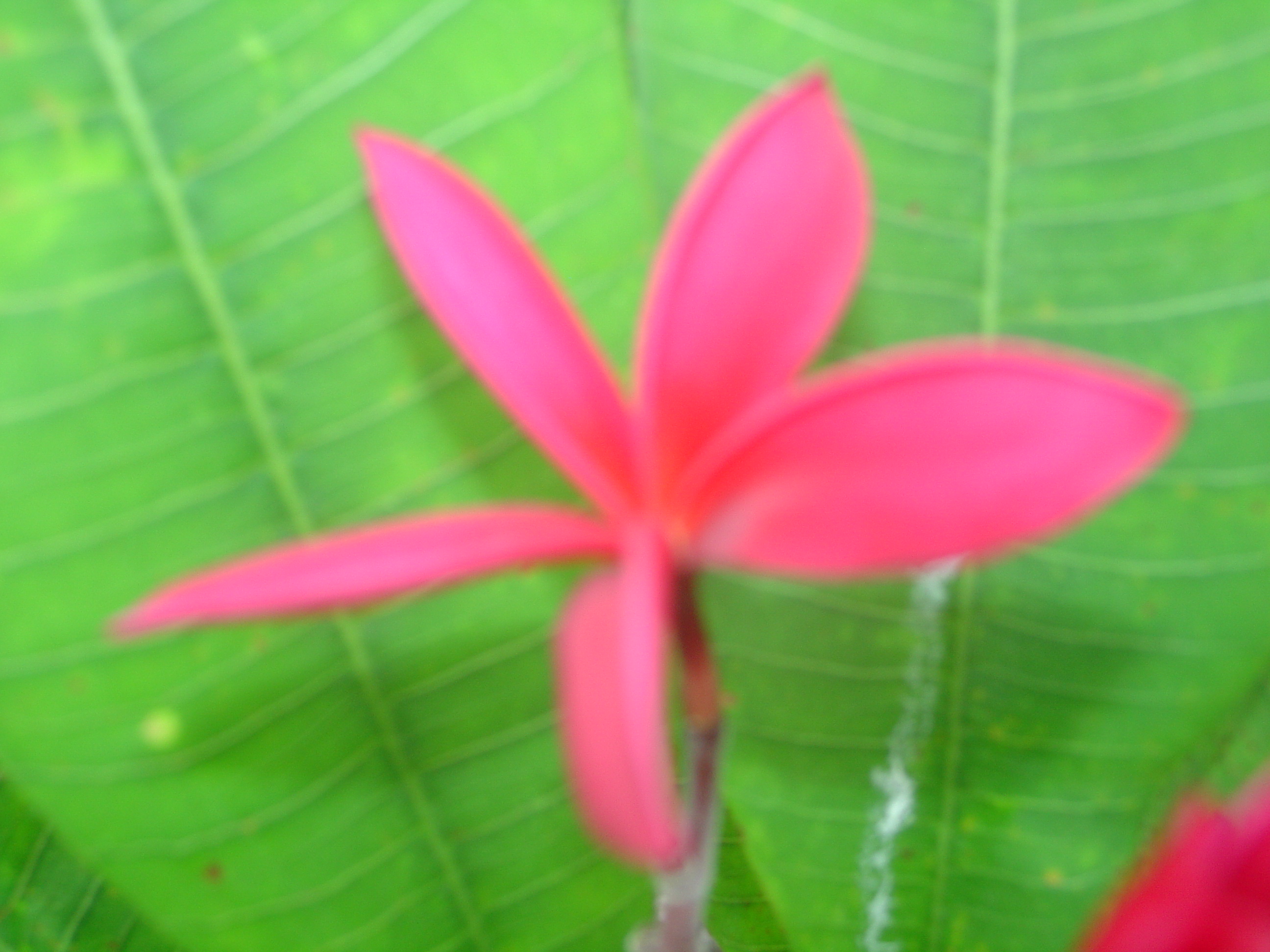 Cerise #2 plumeria photo