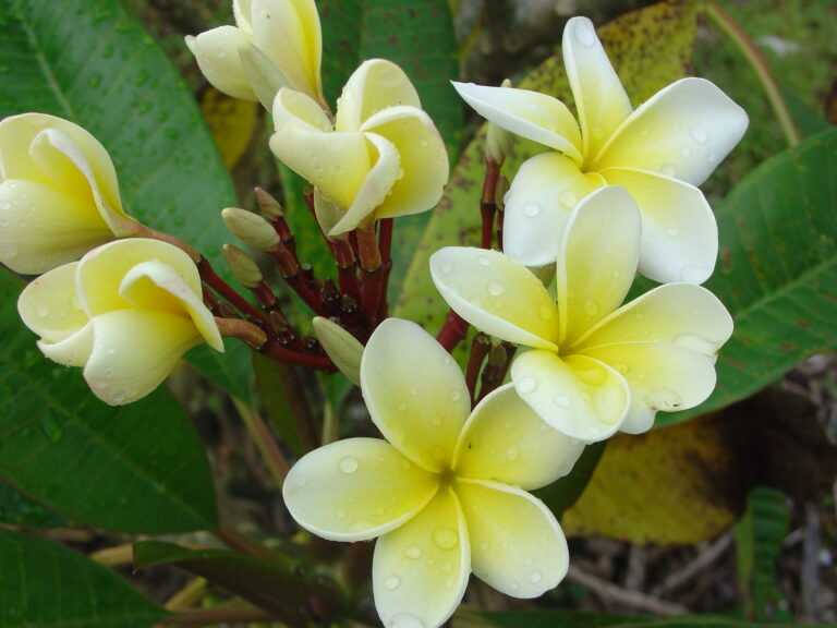 Champaign plumeria photo