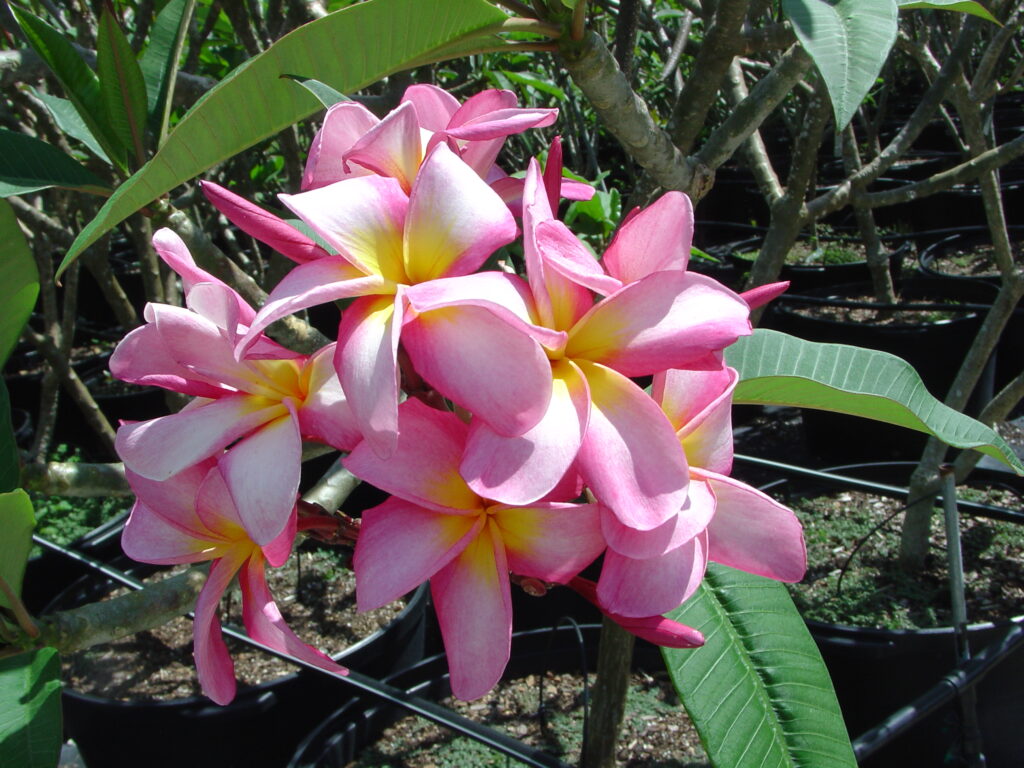 Champoo Jack plumeria photo