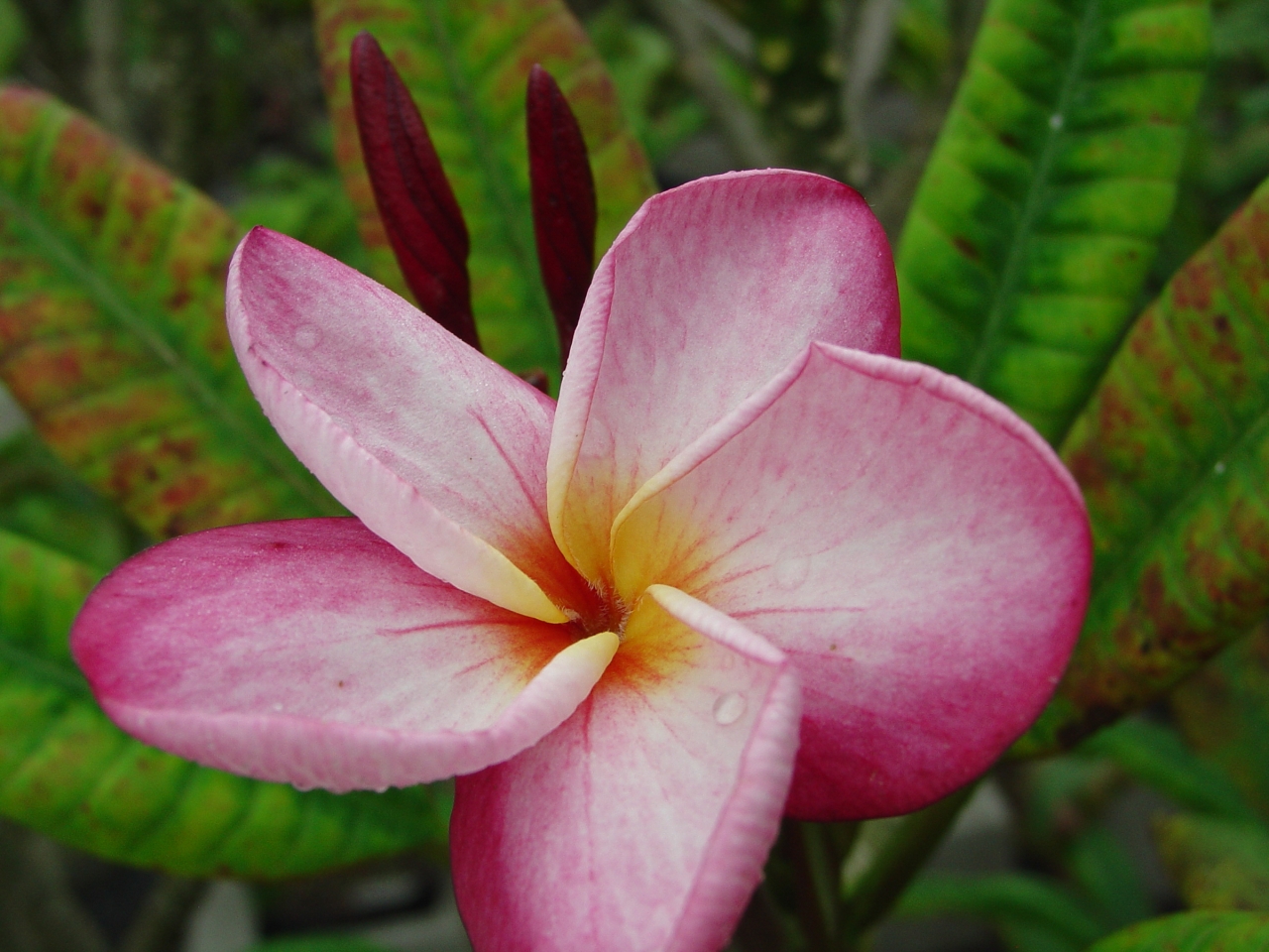 Cheyenne plumeria photo