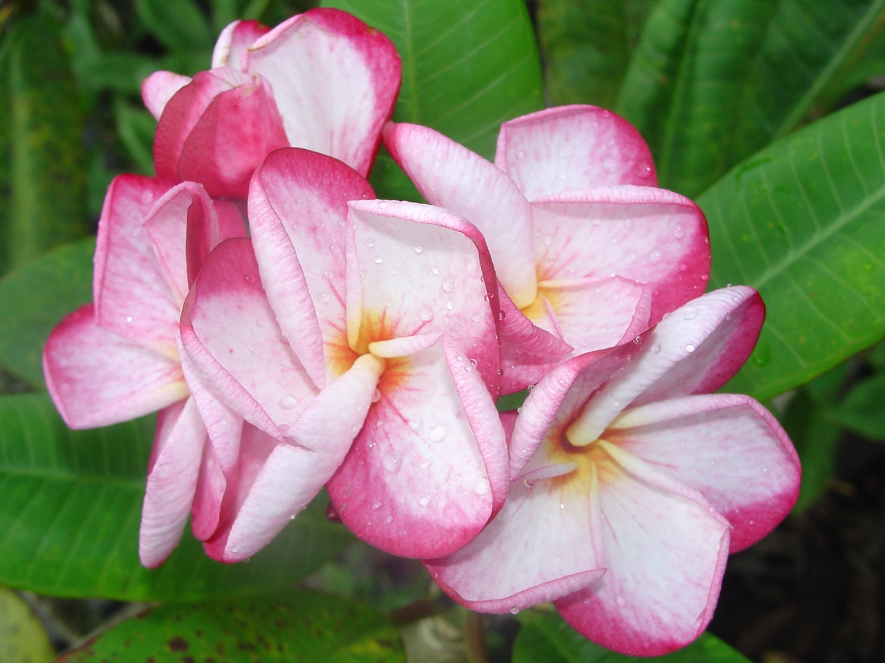 Cheyenne plumeria photo
