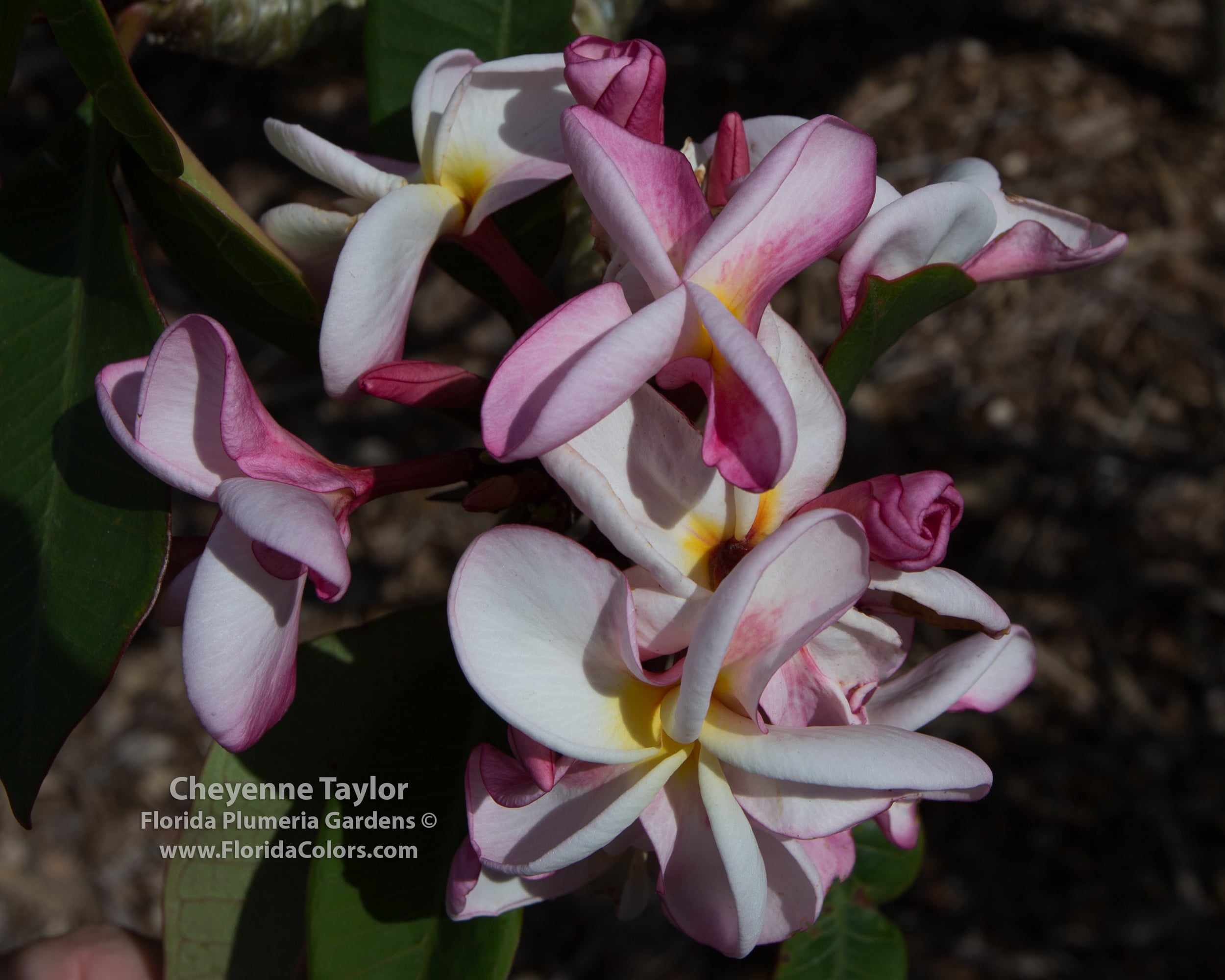 Cheyenne Taylor plumeria photo