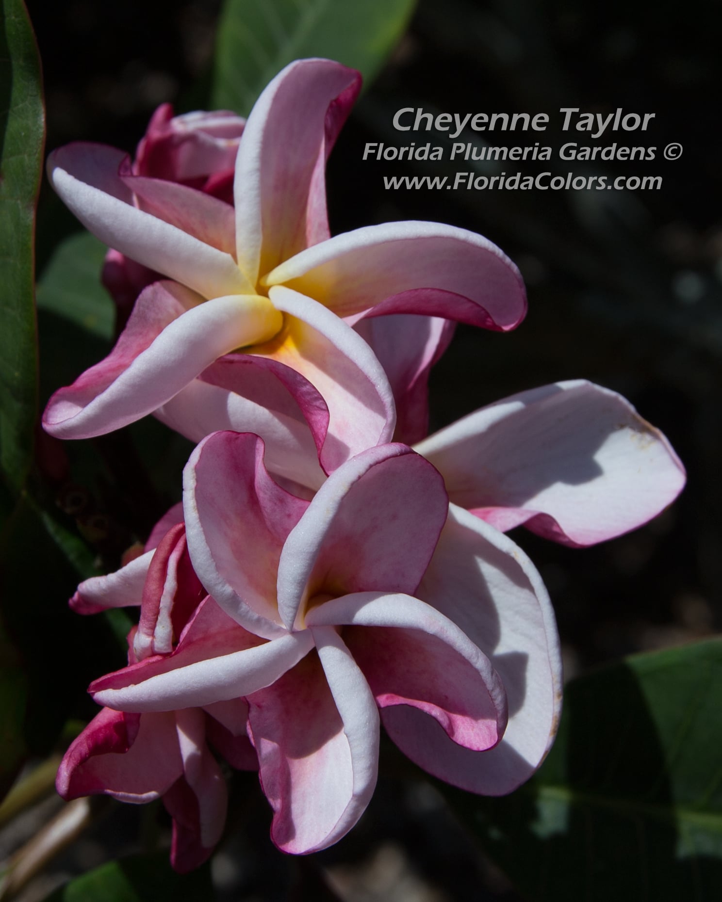 Cheyenne Taylor plumeria photo
