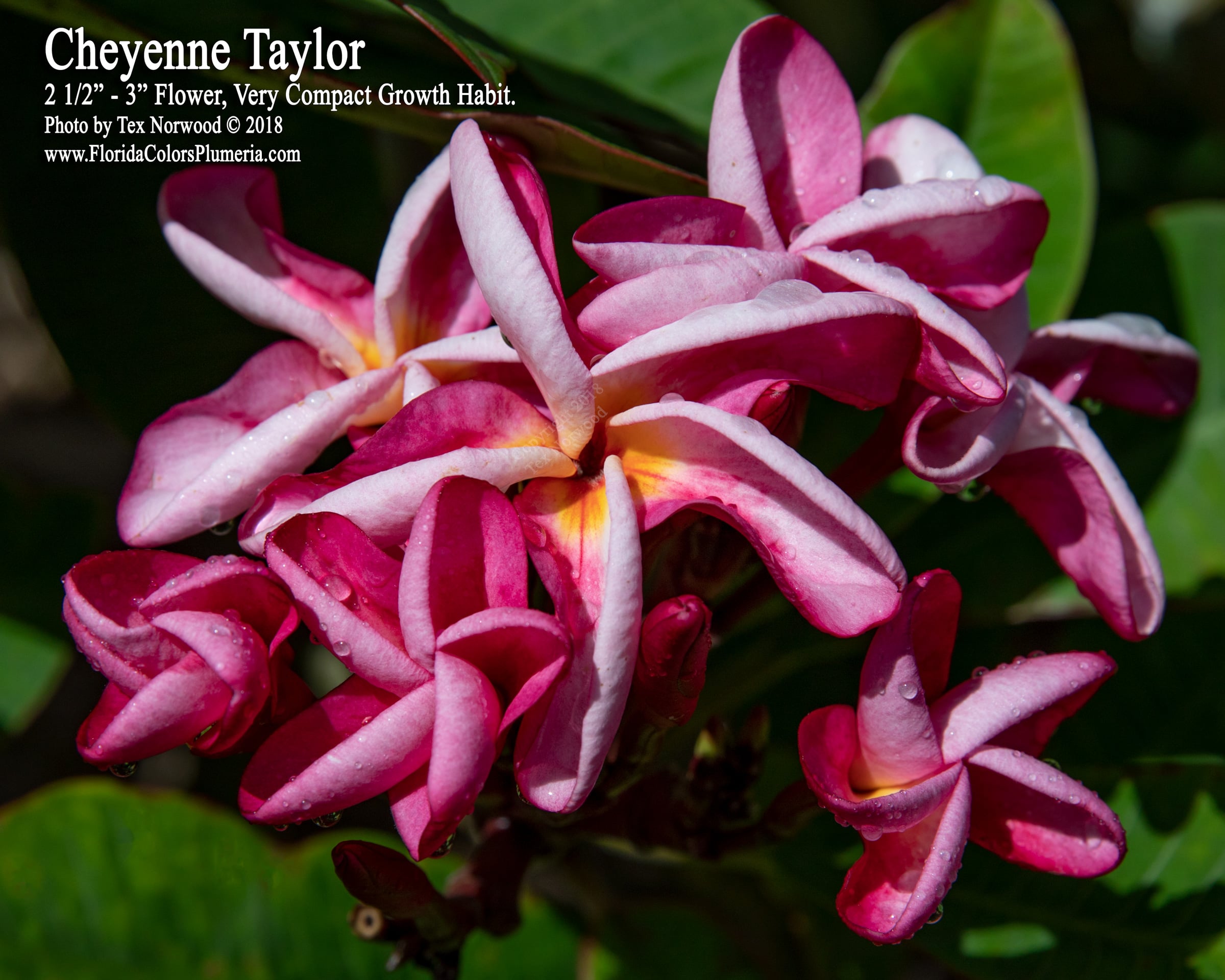 Cheyenne Taylor plumeria photo