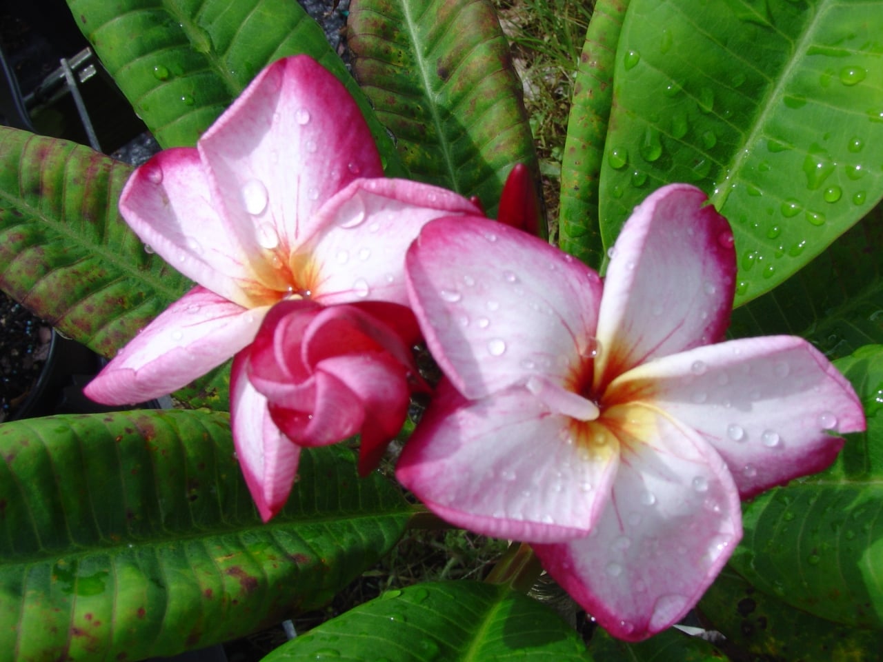 Cheyenne plumeria photo