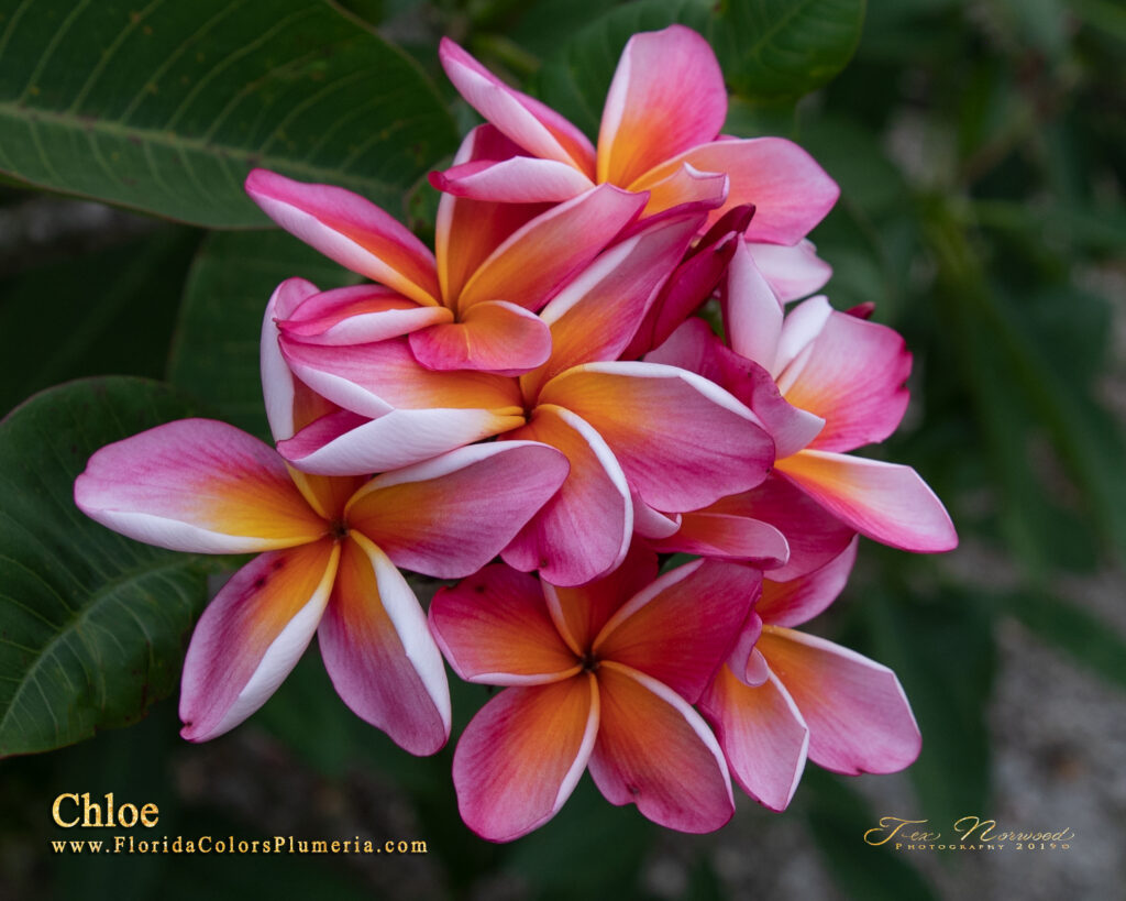 Chloe plumeria photo