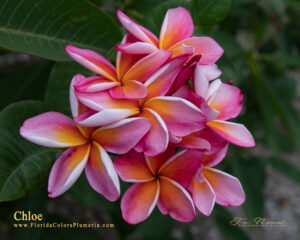 Chloe plumeria photo