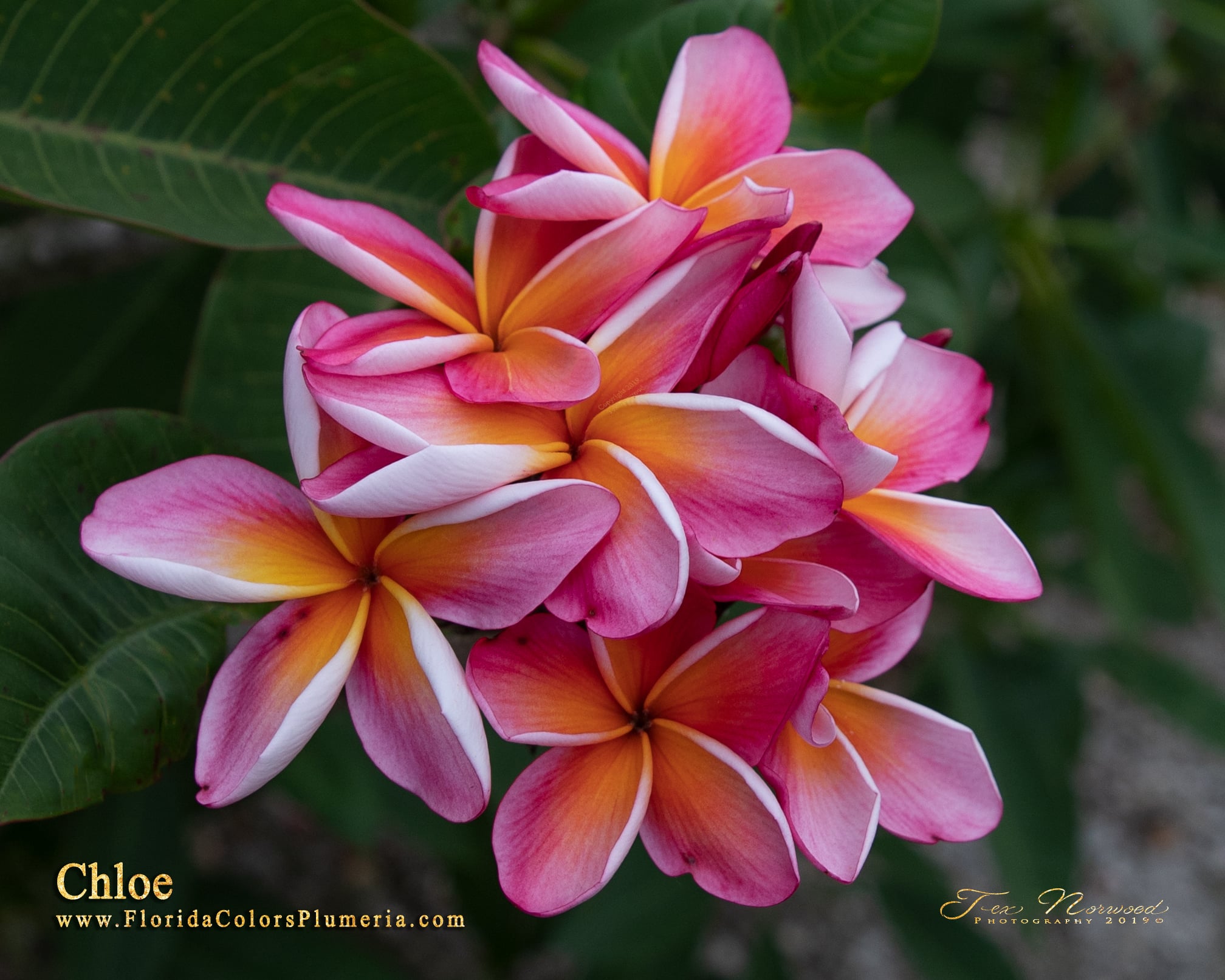 Chloe plumeria photo