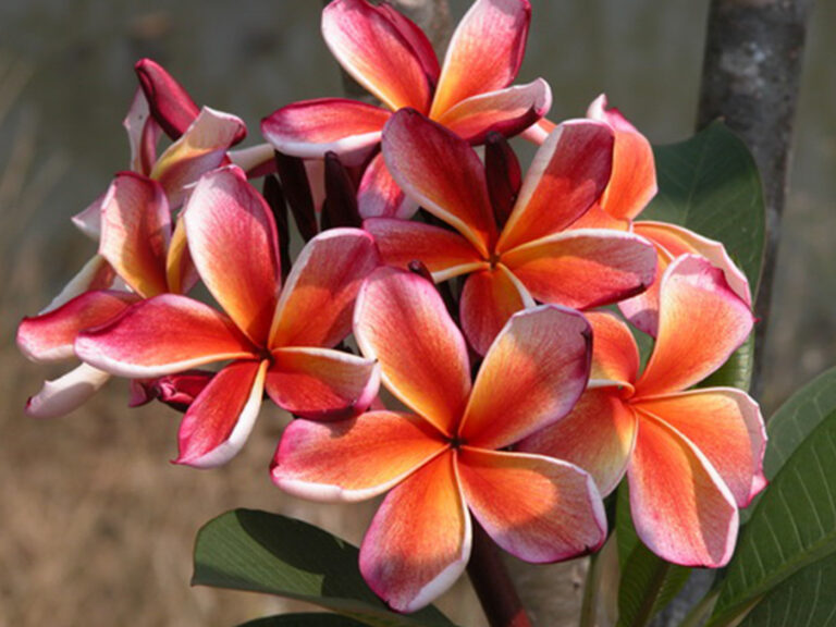 Chocko Delight plumeria photo